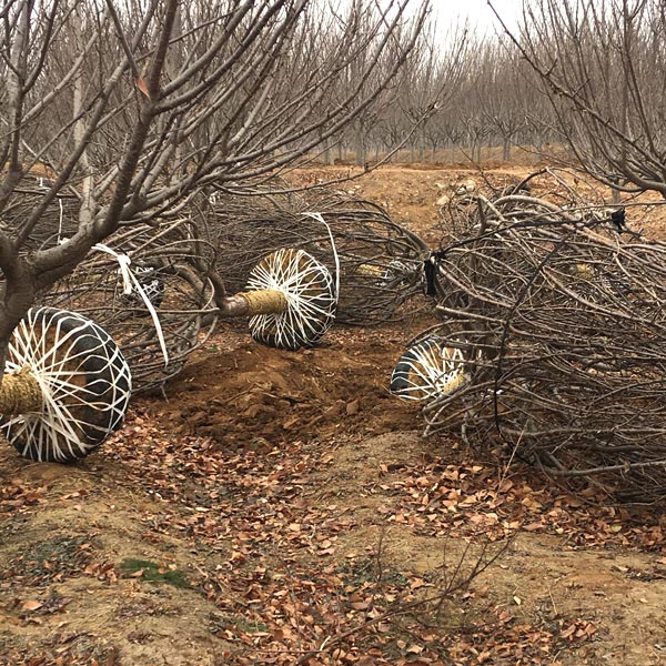 起苗現(xiàn)場