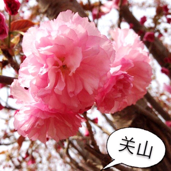 關山櫻