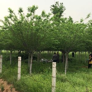 起苗現場