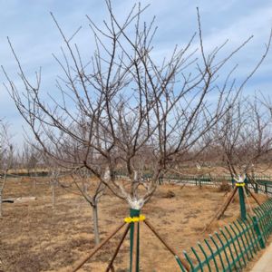 早櫻“河津櫻”